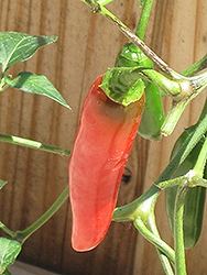 Serrano Hot Pepper (Capsicum annuum 'Serrano') at Mainescape Nursery