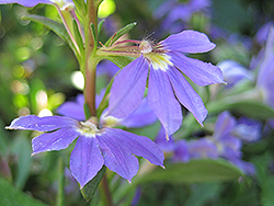 Whirlwind Blue Fan Flower (Scaevola aemula 'Whirlwind Blue') at Mainescape Nursery
