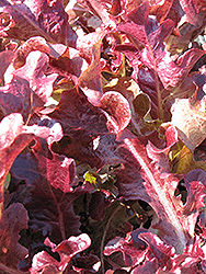 Red Oakleaf Lettuce (Lactuca sativa var. crispa 'Red Oakleaf') at Mainescape Nursery