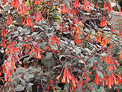 Gartenmeister Fuchsia (Fuchsia 'Gartenmeister Bonstedt') at Mainescape Nursery
