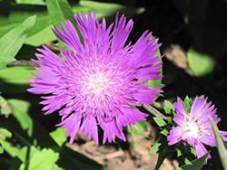 Stoke's Aster (Stokesia laevis) at Mainescape Nursery