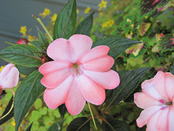 SunPatiens Compact Blush Pink New Guinea Impatiens (Impatiens 'SakimP013') at Mainescape Nursery