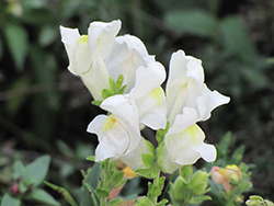 Montego White Snapdragon (Antirrhinum majus 'Montego White') at Mainescape Nursery