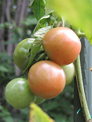Better Boy Tomato (Solanum lycopersicum 'Better Boy') at Mainescape Nursery