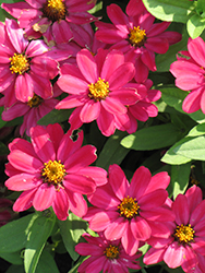 Profusion Cherry Zinnia (Zinnia 'Profusion Cherry') at Mainescape Nursery