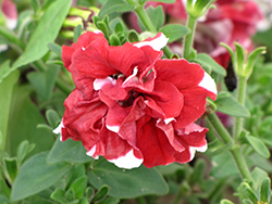 Madness Red and White Double Petunia (Petunia 'Madness Red and White Double') at Mainescape Nursery