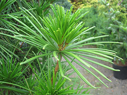 Joe Kozey Umbrella Pine (Sciadopitys verticillata 'Joe Kozey') at Mainescape Nursery