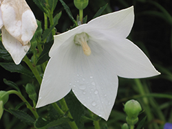 Astra White Balloon Flower (Platycodon grandiflorus 'Astra White') at Mainescape Nursery