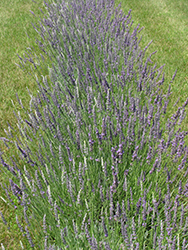 Fat Spike Lavender (Lavandula x intermedia 'Grosso') at Mainescape Nursery