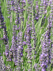 Fat Spike Lavender (Lavandula x intermedia 'Grosso') at Mainescape Nursery