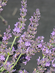 Grosso Lavender (Lavandula x intermedia 'Grosso') at Mainescape Nursery