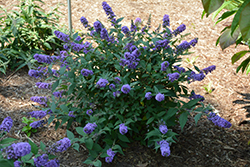 Lo & Behold Blue Chip Butterfly Bush (Buddleia 'Blue Chip') at Mainescape Nursery