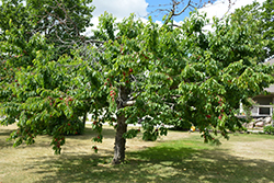 Bing Cherry (Prunus avium 'Bing') at Mainescape Nursery