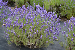 Hidcote Lavender (Lavandula angustifolia 'Hidcote') at Mainescape Nursery