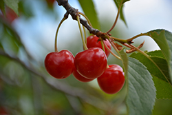 Montmorency Cherry (Prunus 'Montmorency') at Mainescape Nursery