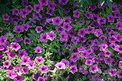 Supertunia Picasso In Purple Petunia (Petunia 'Supertunia Picasso In Purple') at Mainescape Nursery