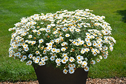 Pure White Butterfly Marguerite Daisy (Argyranthemum frutescens 'G14420') at Mainescape Nursery