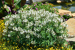Senorita Blanca Spiderflower (Cleome 'INCLESBIMP') at Mainescape Nursery