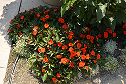 SunPatiens Compact Orange New Guinea Impatiens (Impatiens 'SakimP011') at Mainescape Nursery