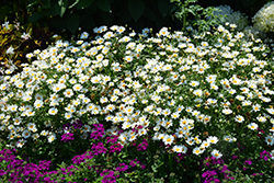 Pure White Butterfly Marguerite Daisy (Argyranthemum frutescens 'G14420') at Mainescape Nursery