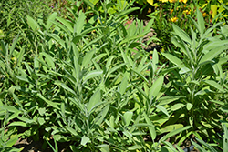 Common Sage (Salvia officinalis) at Mainescape Nursery