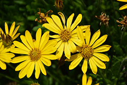 Bright Lights Yellow African Daisy (Osteospermum 'Bright Lights Yellow') at Mainescape Nursery