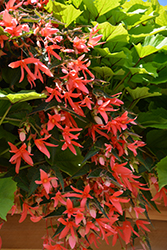 San Francisco Begonia (Begonia boliviensis 'San Francisco') at Mainescape Nursery