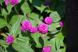 Lil' Forest Plum Bachelor Button (Gomphrena 'SAKGOM004') at Mainescape Nursery