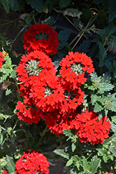 Superbena Royale Red Verbena (Verbena 'AKIV5-4') at Mainescape Nursery