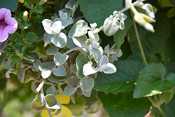 White Licorice Licorice Plant (Helichrysum petiolare 'White Licorice') at Mainescape Nursery