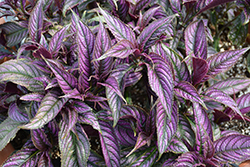 Persian Shield (Strobilanthes dyerianus) at Mainescape Nursery