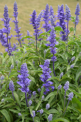 Victoria Blue Salvia (Salvia farinacea 'Victoria Blue') at Mainescape Nursery