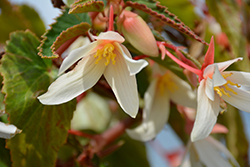 Bossa Nova Pure White Begonia (Begonia boliviensis 'Bossa Nova Pure White') at Mainescape Nursery