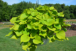Sweet Caroline Bewitched Green With Envy Sweet Potato Vine (Ipomoea batatas 'NCORNSP-020BWGWE') at Mainescape Nursery