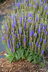 Royal Candles Speedwell (Veronica spicata 'Royal Candles') at Mainescape Nursery