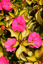 SunPatiens Compact Tropical Rose New Guinea Impatiens (Impatiens 'SunPatiens Compact Tropical Rose') at Mainescape Nursery