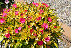 SunPatiens Compact Tropical Rose New Guinea Impatiens (Impatiens 'SunPatiens Compact Tropical Rose') at Mainescape Nursery