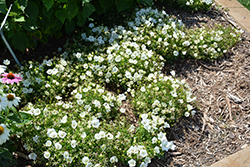 Rapido White Bellflower (Campanula carpatica 'Rapido White') at Mainescape Nursery