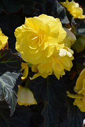 Nonstop Mocca Yellow Begonia (Begonia 'Nonstop Mocca Yellow') at Mainescape Nursery