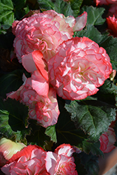 Nonstop Rose Petticoat Begonia (Begonia 'Nonstop Rose Petticoat') at Mainescape Nursery