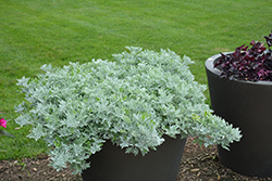 Silver Bullet Dusty Miller (Artemisia stellerianna 'Silver Bullet') at Mainescape Nursery