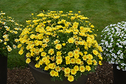 Golden Butterfly Marguerite Daisy (Argyranthemum frutescens 'G15101') at Mainescape Nursery