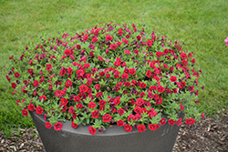 Superbells Double Ruby Calibrachoa (Calibrachoa 'USCAL83901') at Mainescape Nursery