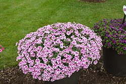 Supertunia Lovie Dovie Petunia (Petunia 'BBTUN91601') at Mainescape Nursery