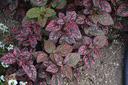 Hippo Red Polka Dot Plant (Hypoestes phyllostachya 'G14157') at Mainescape Nursery