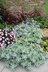 Silver Bullet Dusty Miller (Artemisia stellerianna 'Silver Bullet') at Mainescape Nursery