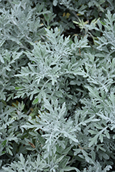 Silver Bullet Dusty Miller (Artemisia stellerianna 'Silver Bullet') at Mainescape Nursery