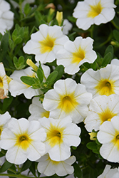 Superbells Over Easy Calibrachoa (Calibrachoa 'KLECA16314') at Mainescape Nursery