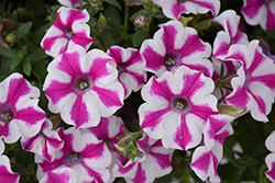 Supertunia Lovie Dovie Petunia (Petunia 'BBTUN91601') at Mainescape Nursery