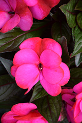 Infinity Blushing Lilac New Guinea Impatiens (Impatiens hawkeri 'Visinfblla') at Mainescape Nursery